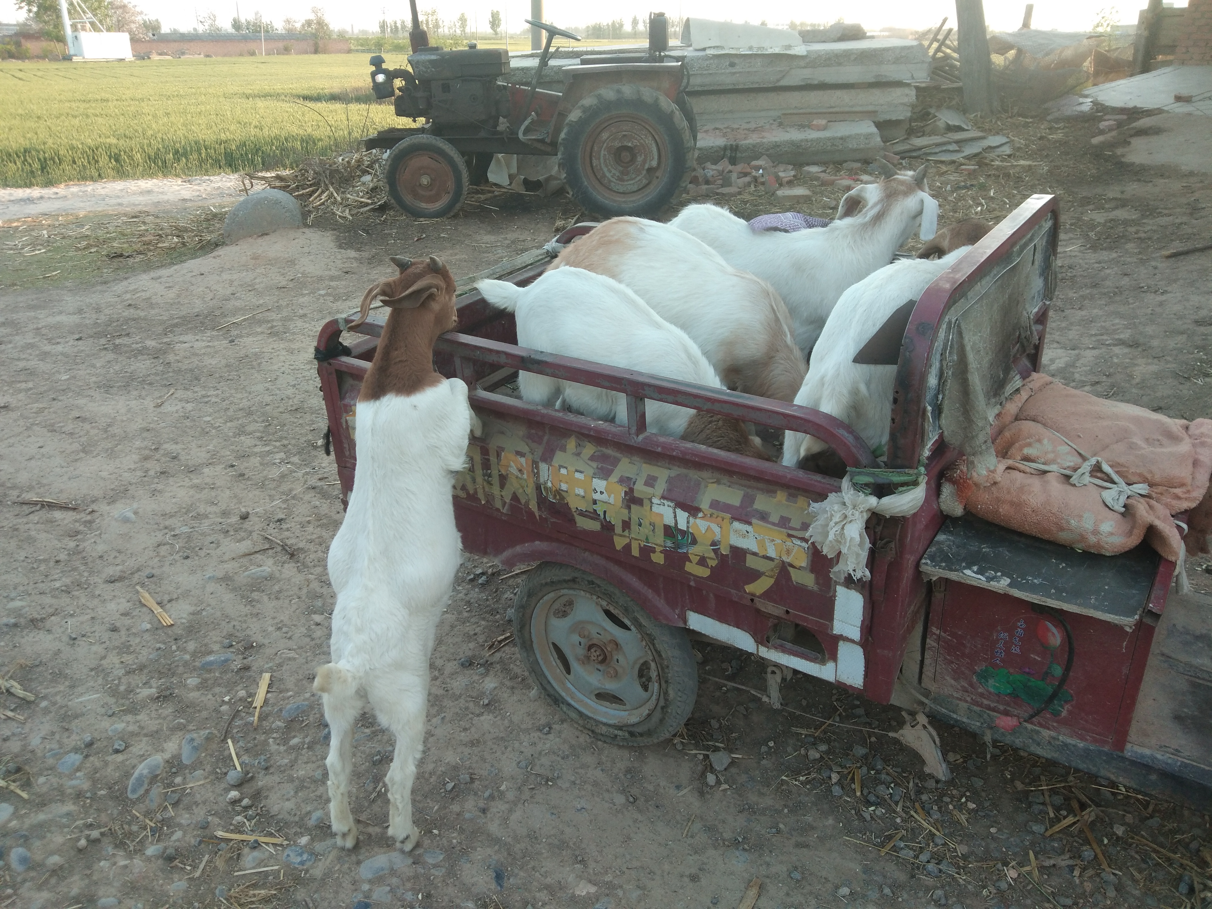 夏天养羊好不好,养羊夏季要注意什么问题