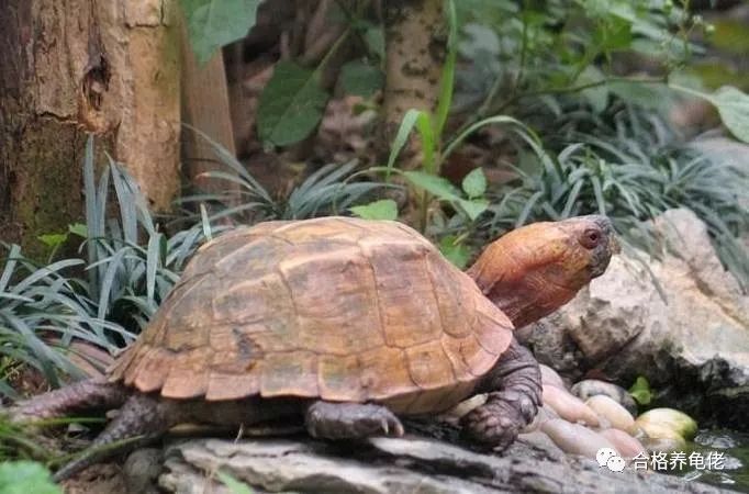 养龟人的修养,养龟的人怎么样