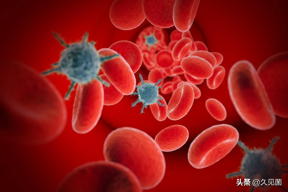 人类为啥不吃食肉动物的肉,人类为什么不吃肉食动物的肉