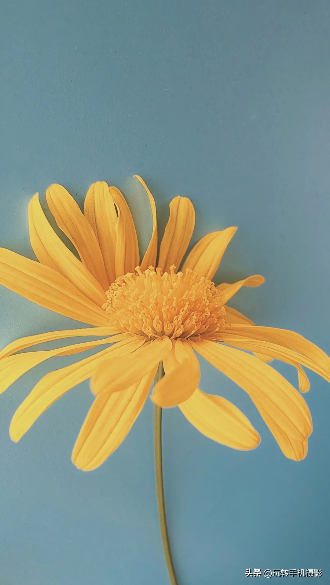 怎么拍花做壁纸,壁纸对花方法