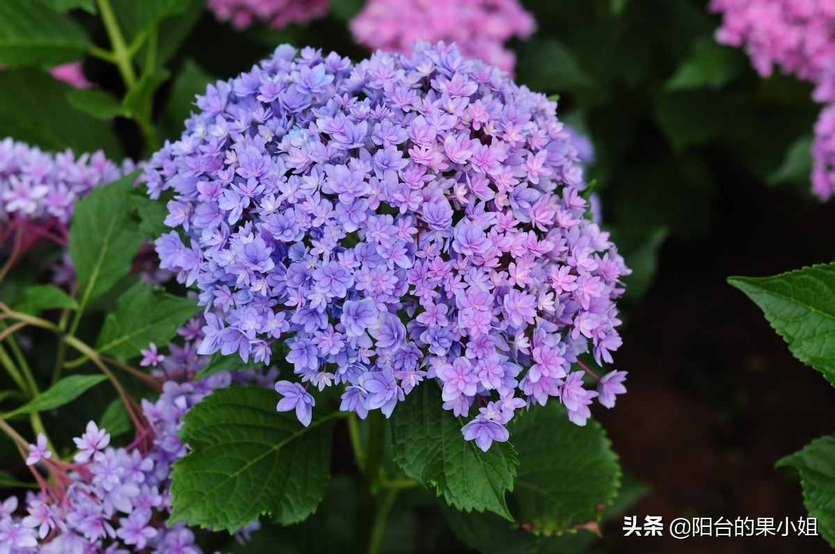 一年四季开花的绣球名字,6个颜色的绣球一起种