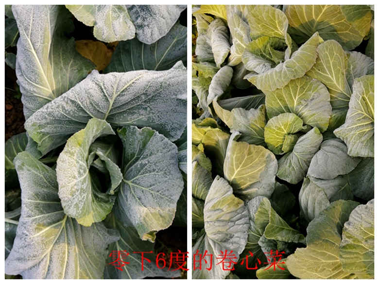 甘蓝蔬菜档案介绍,十种蔬菜卷心菜