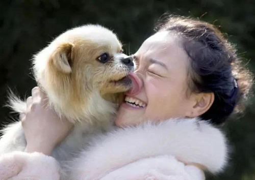 狗狗总是喜欢舔人怎么回事,狗狗总喜欢舔主人的手是咋回事