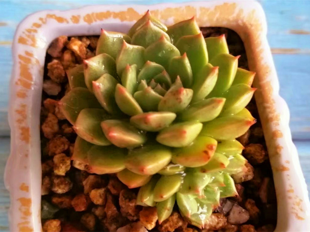 多肉长白霉菌斑怎么处理,白凤多肉叶片有斑是怎么回事