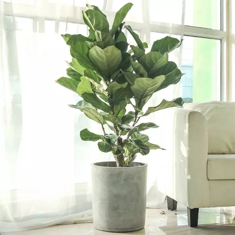 吸甲醛净化空气最好的绿植,除甲醛净化空气的室内绿植