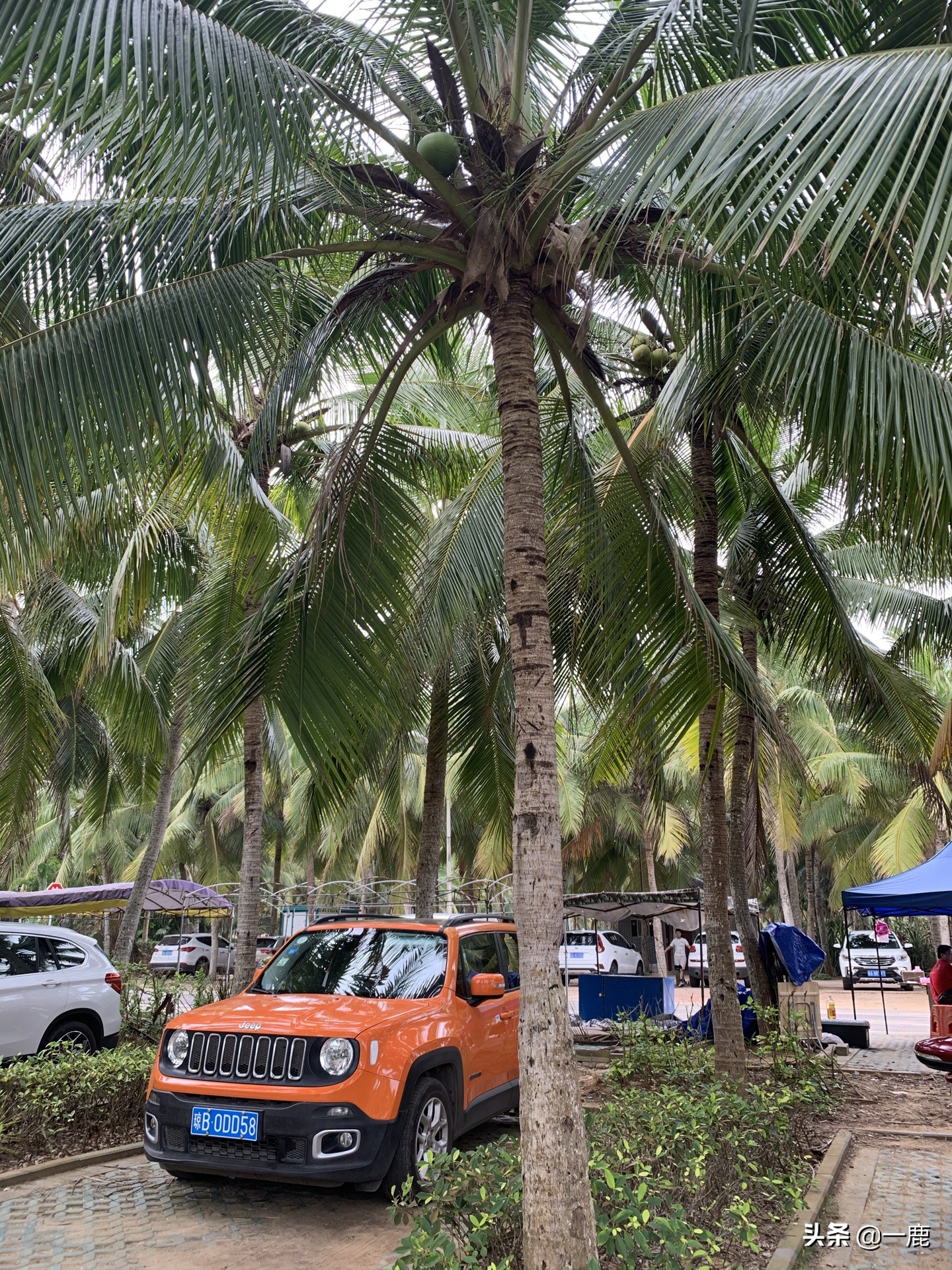 海南租车环岛东线自由行,海南租车自驾游详细攻略