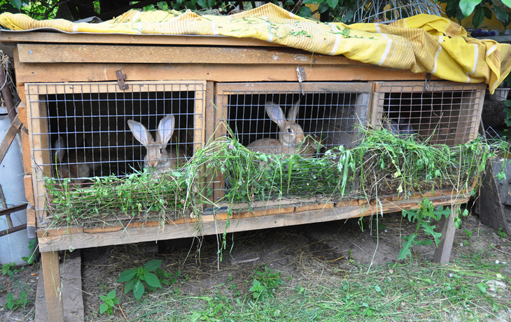 养兔兔如何除臭最有效果,养兔兔都要准备些什么