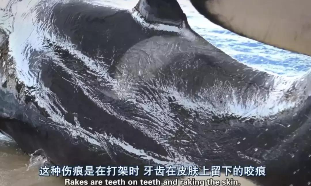 被囚34年取精，被迫亲手杀死爱子，最后只能挣扎着死去……