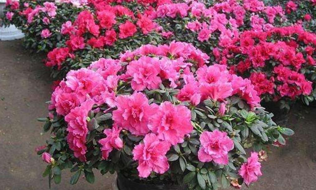 怎样判断杜鹃花黄叶原因,杜鹃花叶面黑斑怎么治