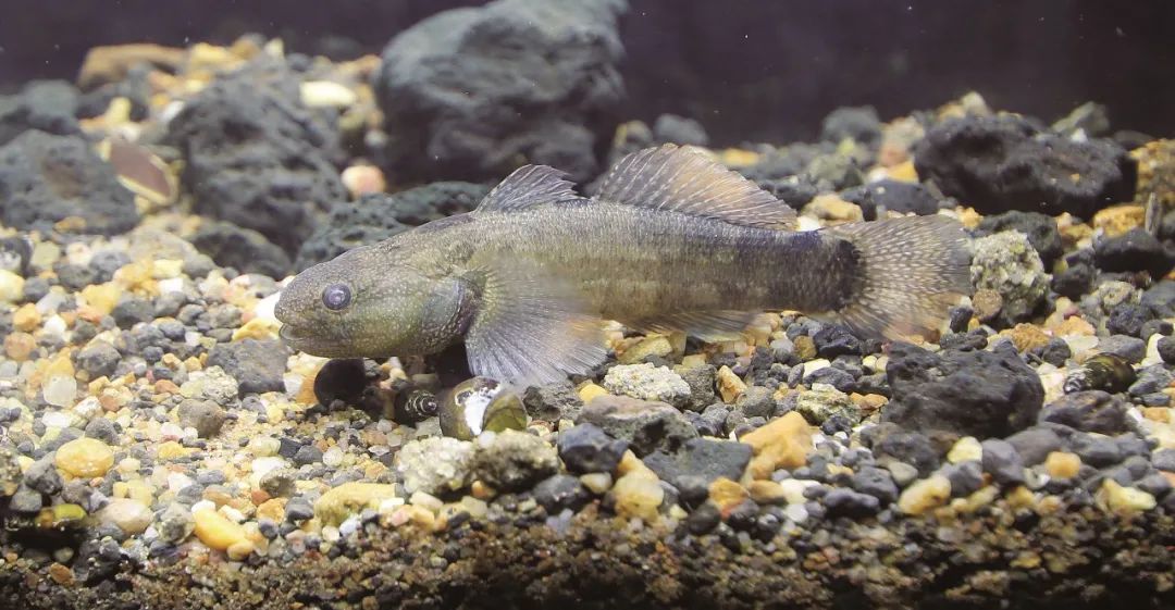 各种淡水鱼你认识吗,淡水鱼的种类你认识几种