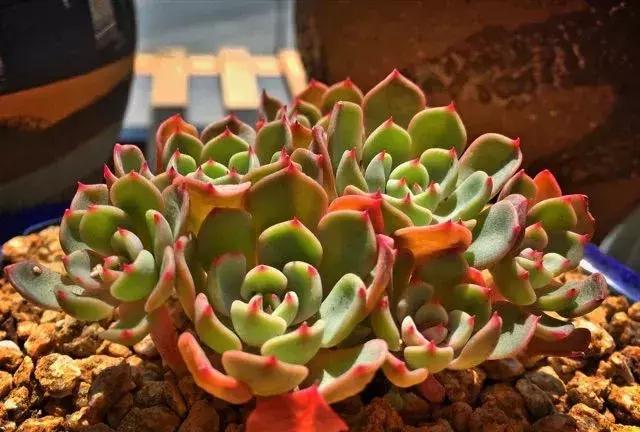 网购多肉服盆,多肉没服盆就到夏天了怎么办