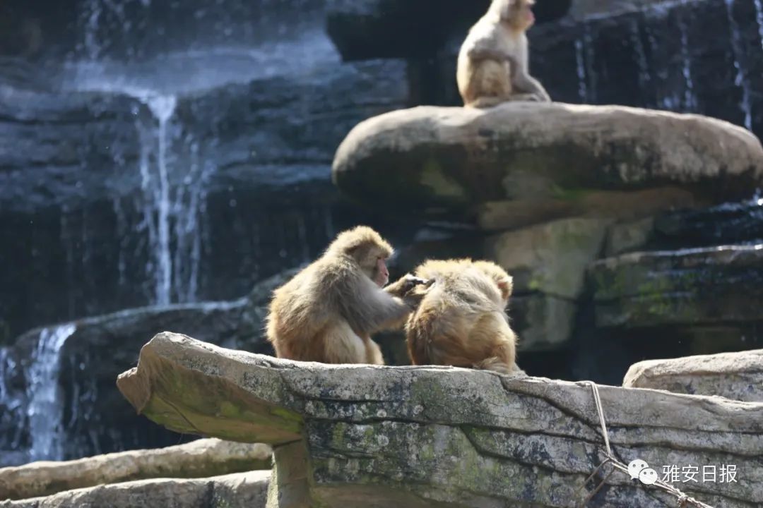 来雅安旅游,雅安二郎山休闲特色民宿