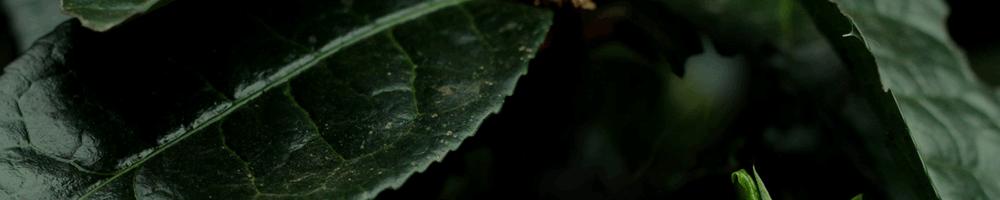 锅底塘和梅子箐区别,锅底塘梅子箐古树茶