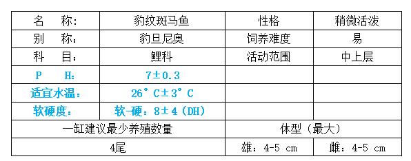 豹纹斑马鱼是什么鱼种,豹纹蝶翼荧光绿斑马鱼