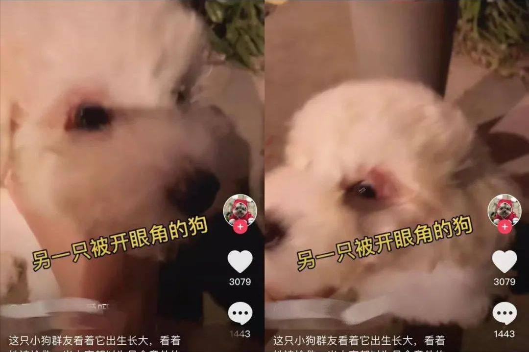 给宠物狗开眼角,宠物狗感染细小死亡