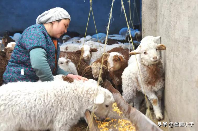 夏季羊常见病的预防和治疗,夏季最常见的羊病