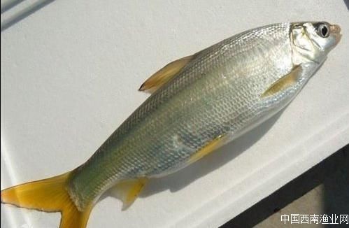 裸藻和裸甲藻是同一藻类吗,蓝藻与绿藻的相同点