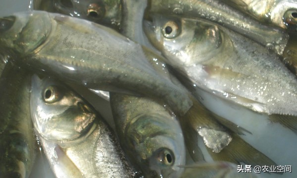 淡水鱼再加工能做什么,淡水鱼养殖项目有哪些