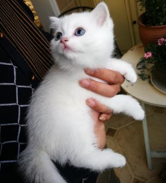 猫咪很皮很胆小,猫咪太皮不想养猫了怎么处理