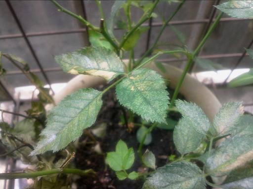 月季花得了黑斑病怎么办,月季花主枝长白粉病如何处理