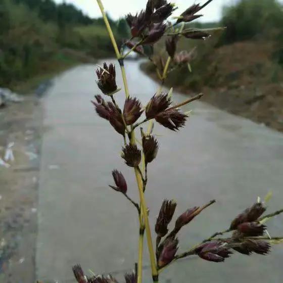 竹子开花，百年难遇的奇闻怪事，生命的最后绽放