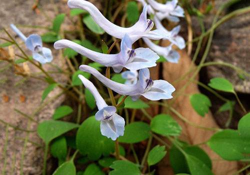 带动农民致富的种植,农民农村种地致富
