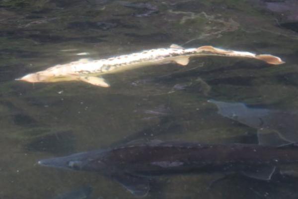 养殖鲟鱼要什么条件,养殖鲟鱼的必要要点