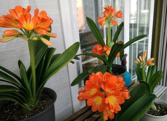 君子兰烂根处理以后能直接上盆吗,君子兰烂根怎么换盆