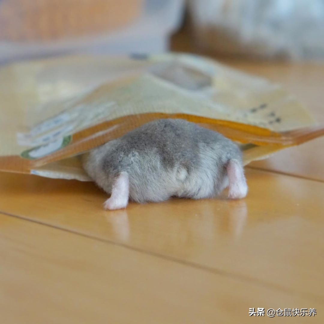 小仓鼠偷吃猫粮被抓住,小仓鼠偷跑到猫笼子里偷吃猫粮