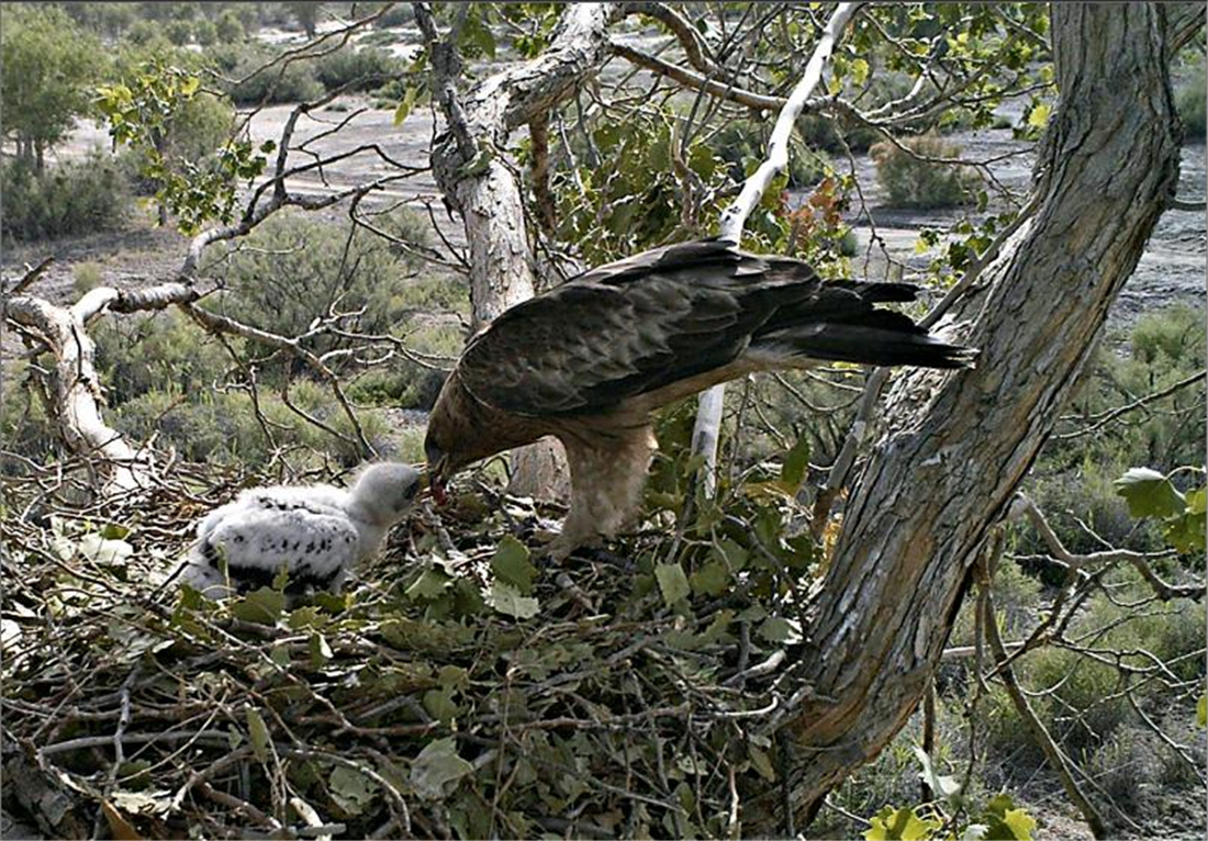 母雕雪中孵蛋,人工哺育角雕幼鸟