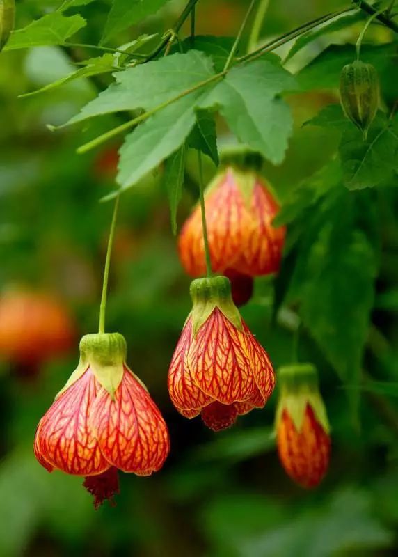 100种常见观叶植物图鉴史上最全,农村常见的100种植物