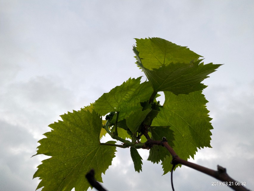 蒙氏数学数数视频,数学数数有几个图形