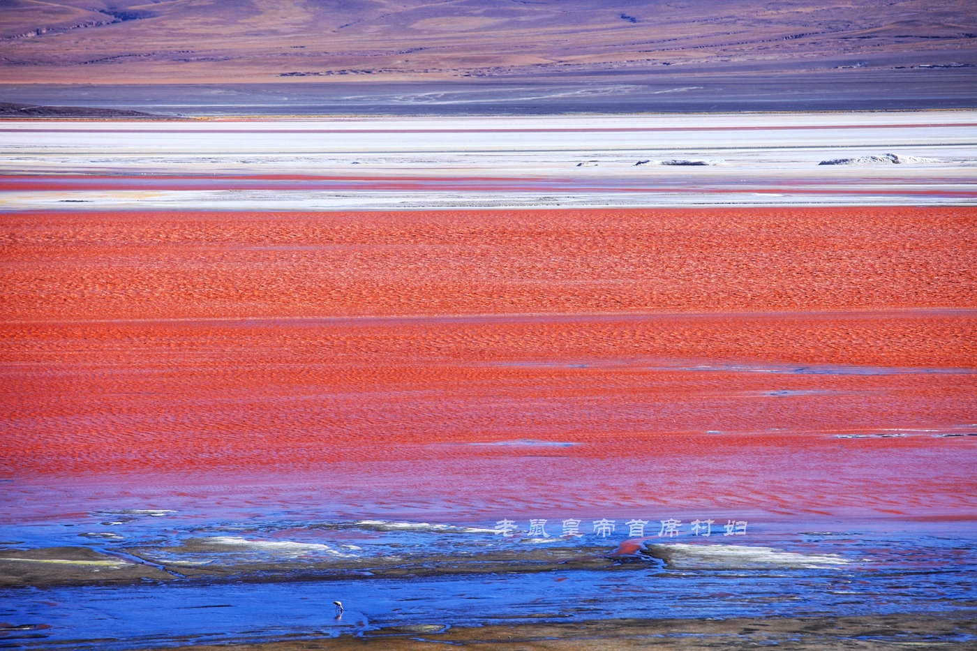 玻利维亚只看天空之镜？七彩湖火烈鸟4层楼高的仙人掌更精彩