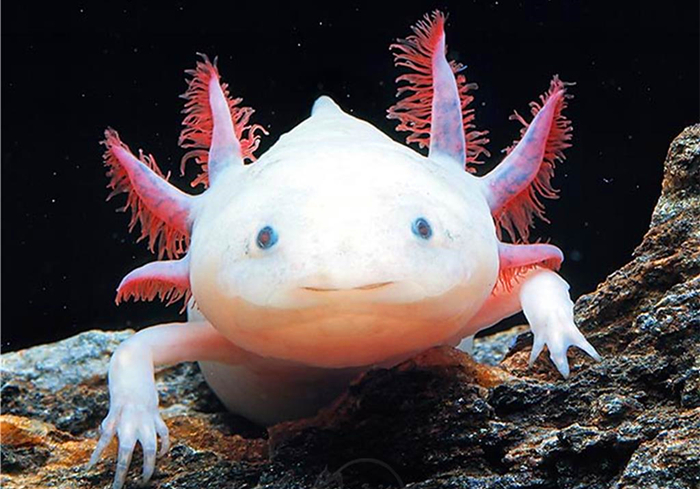 六角恐龙宠物,宠物六角恐龙