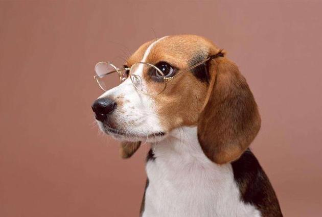 狗狗最常见的十大疾病,盘点狗狗常见的六种疾病