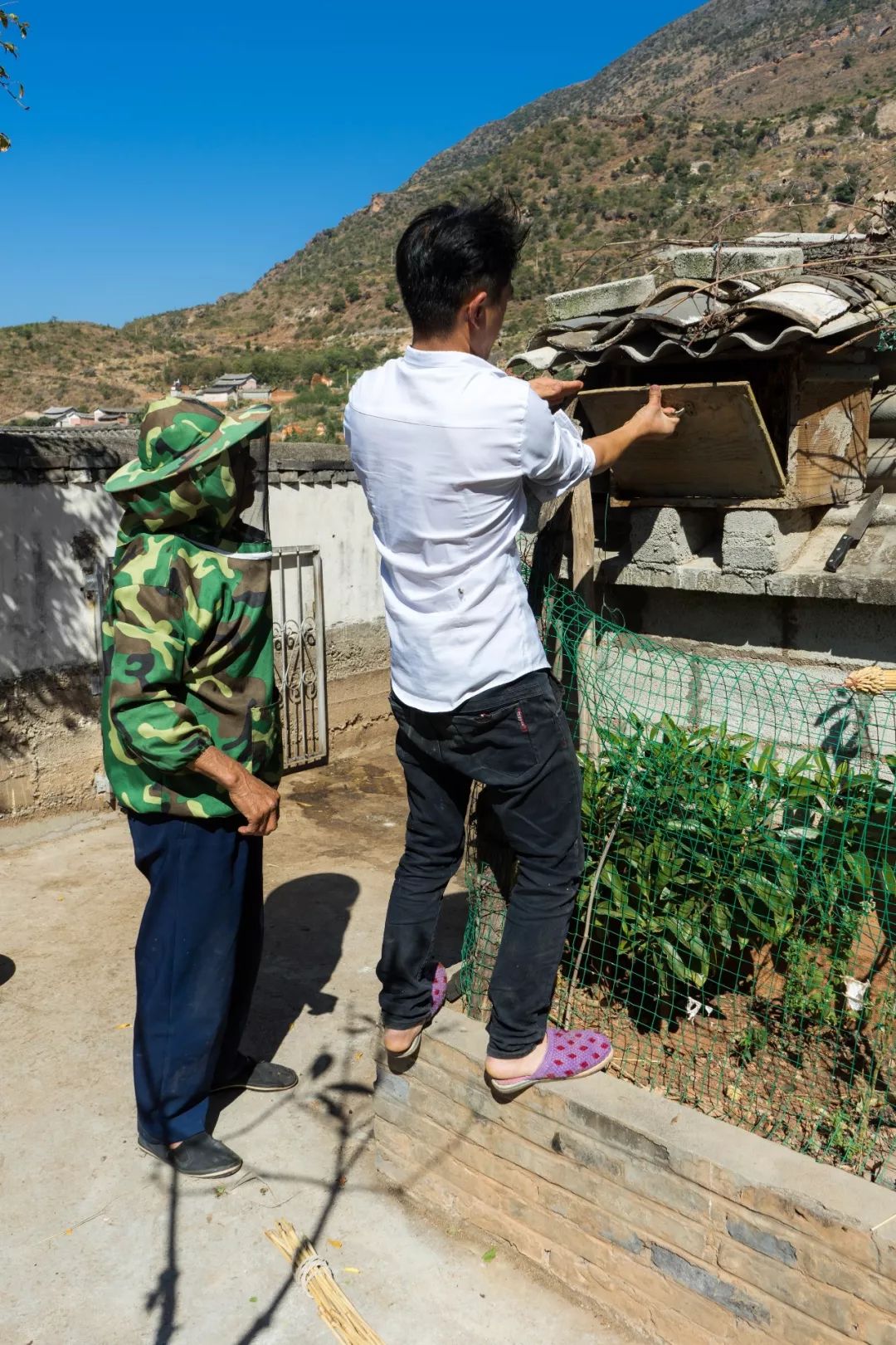 土蜂蜜的取蜜全过程,土蜂蜜取蜜全过程记录