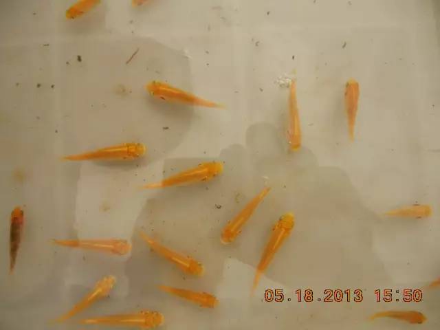 湖南最好的锦鲤养殖基地,湘潭锦鲤养殖