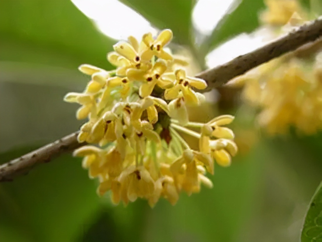 桂花发了好多新芽,桂花品种对比一览表