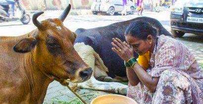在聚众喝牛尿之后，印度宣布牛粪牛尿疗法进入临床试验阶段