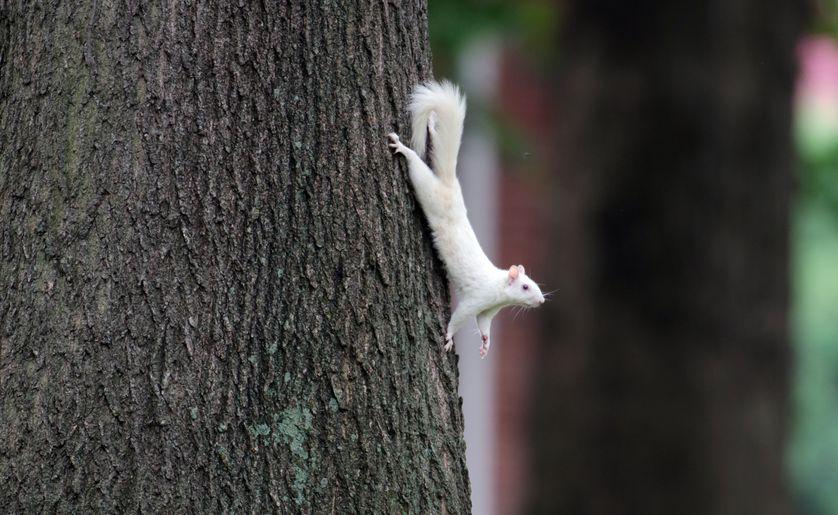 关于松鼠的描述,关于松鼠的内容简介