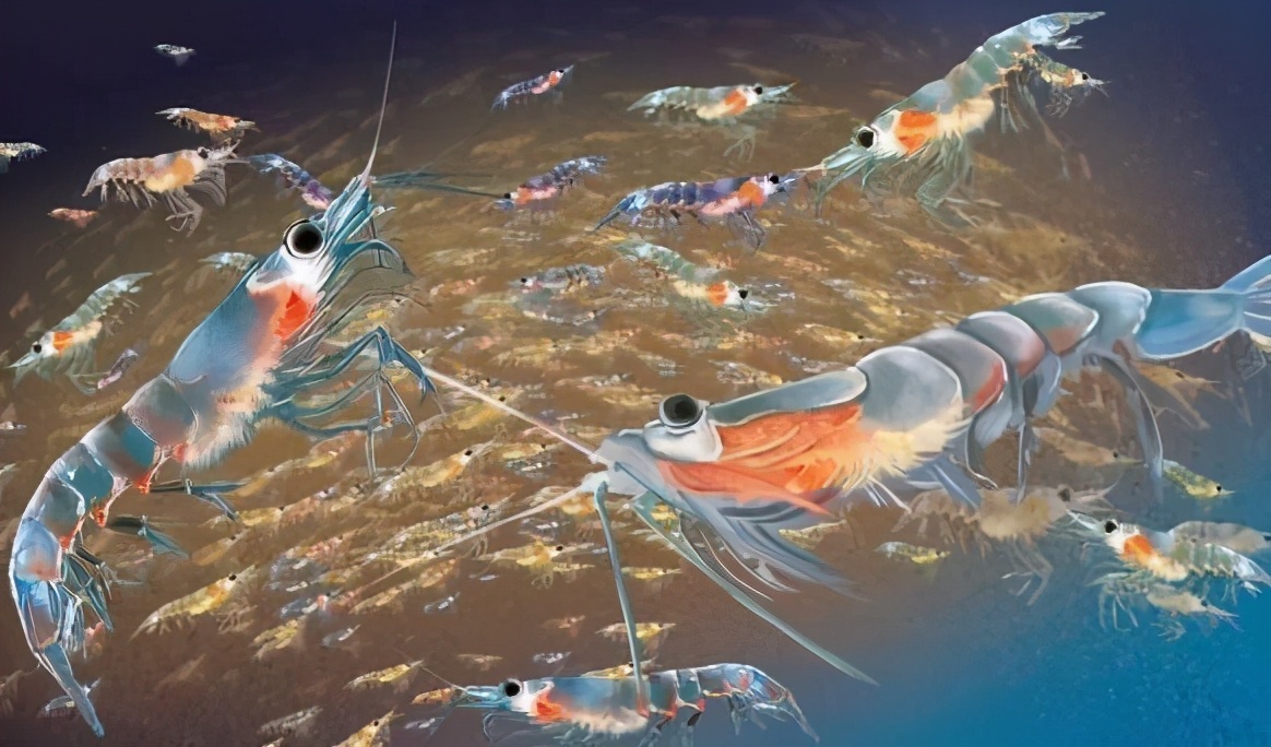 南极磷虾有多可怕,为什么南极磷虾的数量如此惊人