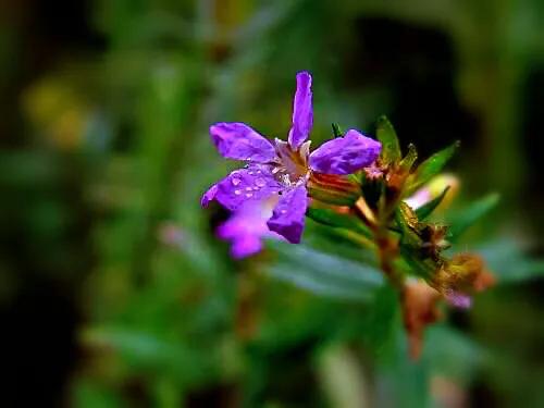 细叶萼距花的养殖方法,细叶萼距花的功效与作用