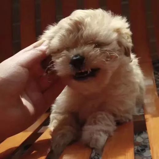 特别的萌给特别的你