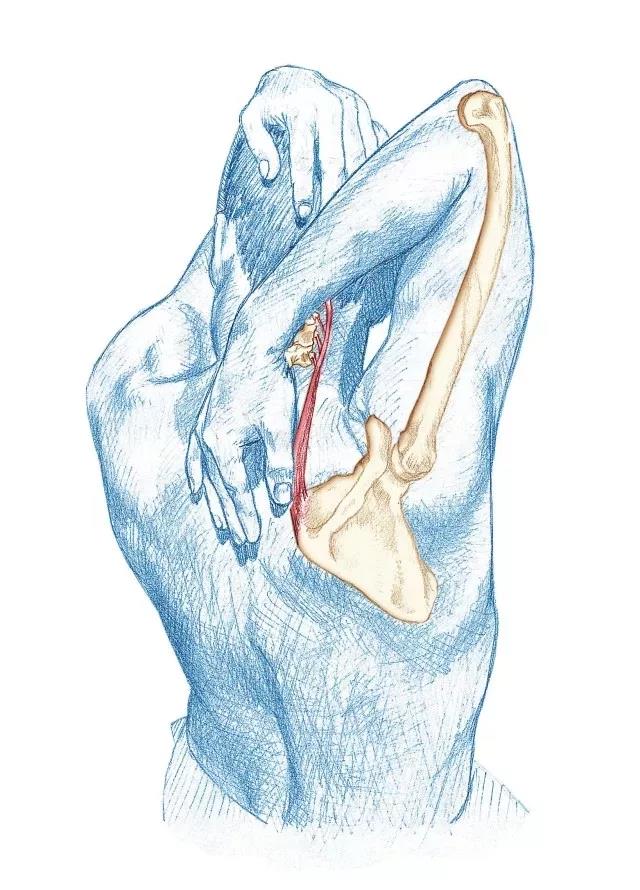 游泳减肥的方法和技巧,怎么游泳燃脂效率最高