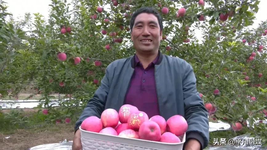 又香又脆又甜的苹果,好吃的苹果又脆又甜青苹果