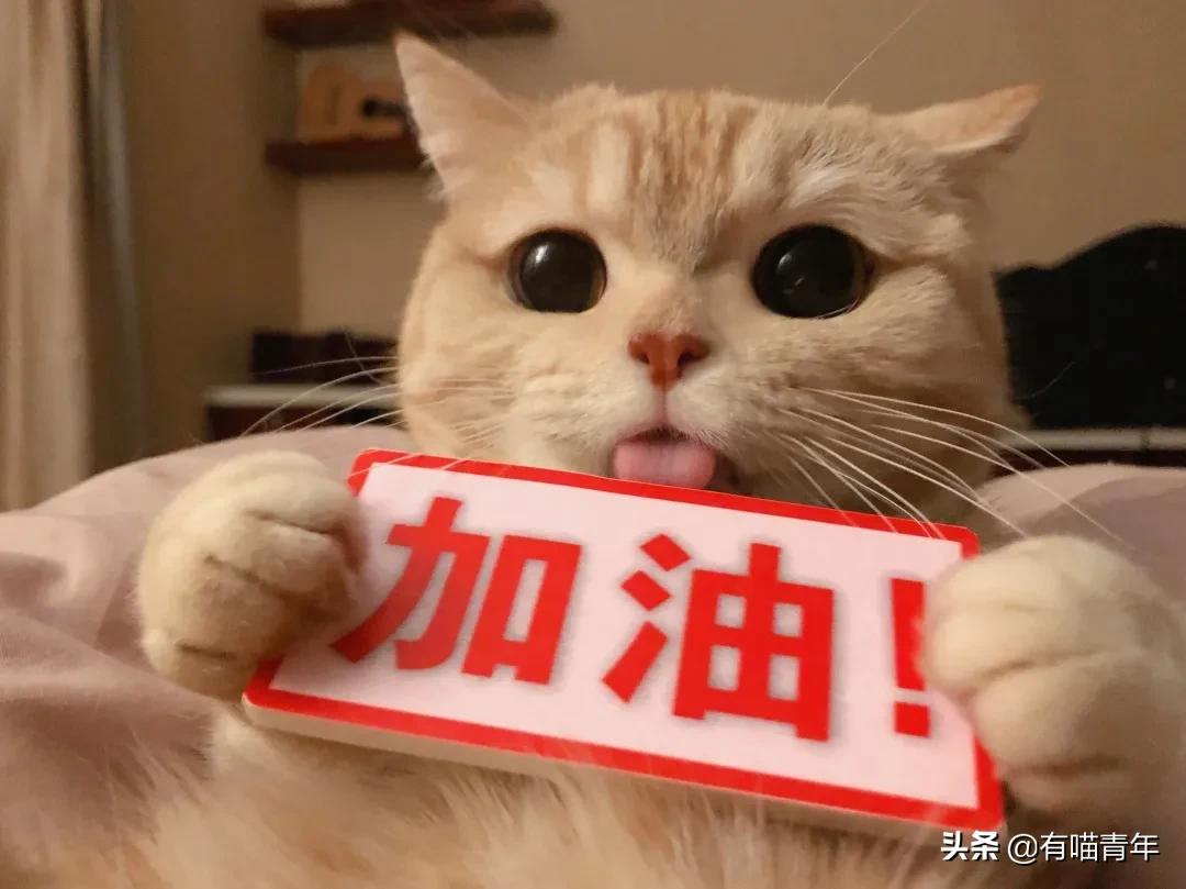 最可怕的5种猫,盘点很可怕的几种猫