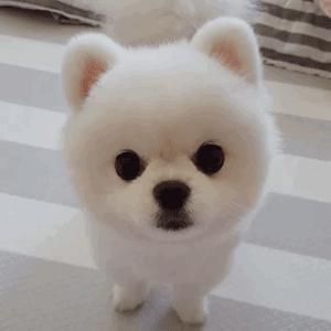 养博美犬需要注意的几个事项,养博美犬需要注意的事项