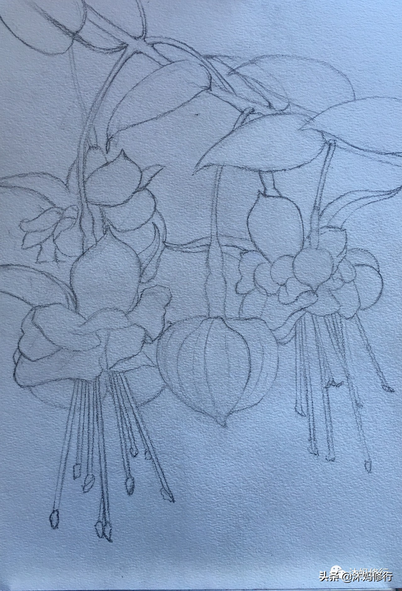 水彩手绘吊钟花,水彩吊钟花手绘