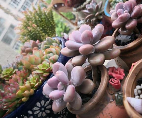 多肉根部没法全部埋进土里怎么办,多肉根部长了几个小肉肉如何养护