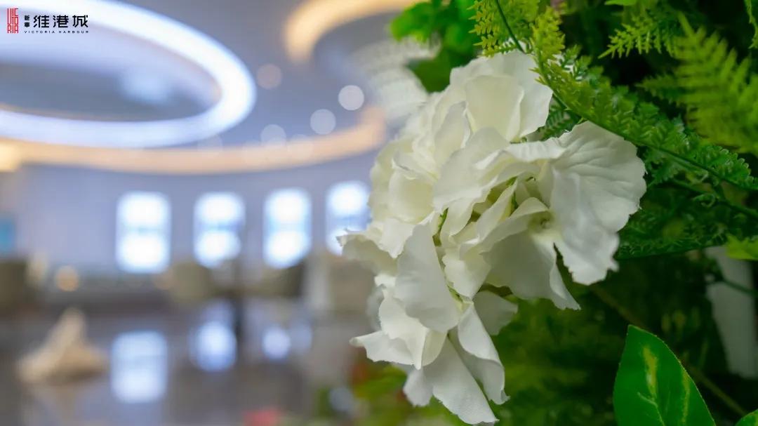 免费领！新华·维港城“绿色甜城”计划，业主免费领绿植